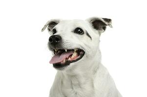 Portrait of an adorable mixed breed dog looking satisfied photo