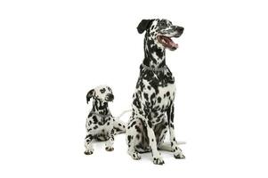 Studio shot of two adorable Dalmatian dog looking satisfied - isolated on white background photo