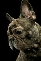 Portrait of a beautiful French Bulldog photo