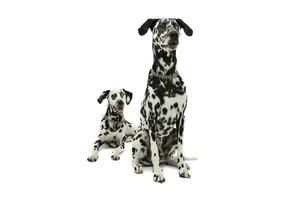 Studio shot of two adorable Dalmatian dog looking curiously - isolated on white background photo