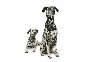 Studio shot of two adorable Dalmatian dog looking curiously - isolated on white background photo