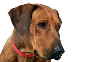 Portrait of an adorable Rhodesian ridgeback photo