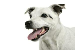 Portrait of an adorable mixed breed dog looking satisfied photo