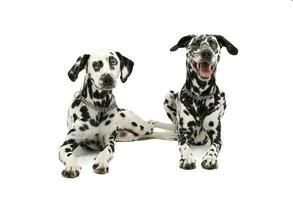 Studio shot of two adorable Dalmatian dog lying and looking curiously at the camera photo