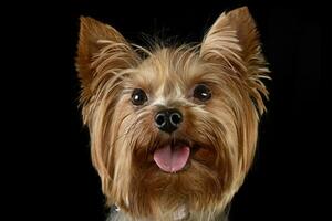 linda Yorkshire terrier retrato en un negro foto estudio