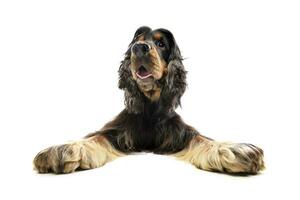 Wide angle shot of an adorable English Cocker Spaniel photo