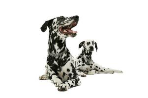 Studio shot of two adorable Dalmatian dog lying and looking curiously photo