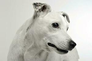 white mixed breed dog with funny ears portrait in white background photo