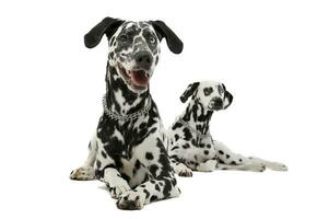 Studio shot of two adorable Dalmatian dog lying and looking curiously at the camera photo