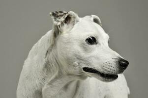 Portrait of an adorable mixed breed dog looking curiously photo