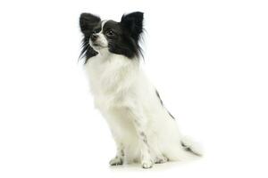 Studio shot of an adorable papillon photo