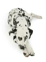 Studio shot of an adorable Dalmatian dog with different colored eyes lying and looking sad photo