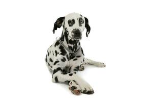 Studio shot of an adorable Dalmatian dog with different colored eyes lying and looking curiously at the camera photo