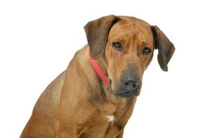 Portrait of an adorable rhodesian ridgeback photo