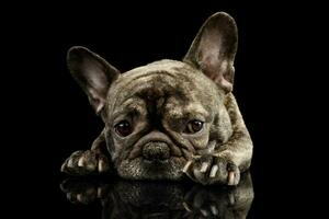 Studio shot of a lovely French Bulldog photo