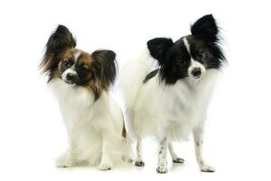 Studio shot of two adorable papillons photo