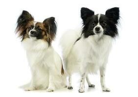 Studio shot of two adorable papillons photo