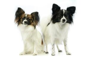 Studio shot of two adorable papillons photo