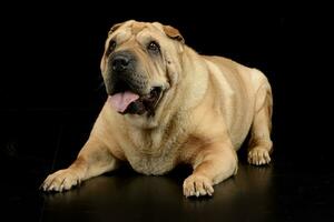 Studio shot of an adorable Shar pei dog photo