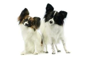 Studio shot of two adorable papillons photo