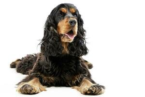 Studio shot of an adorable English Cocker Spaniel photo