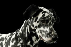 Portrait of an adorable Dalmatian dog standing looking down sadly photo