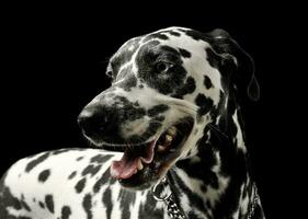 Portrait of an adorable Dalmatian dog standing and looking satisfied photo