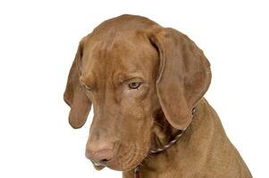 Portrait of an adorable magyar vizsla looking down sadly photo