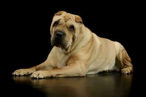 Studio shot of a lovely Shar pei photo