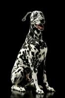 Studio shot of an adorable Dalmatian dog sitting and looking satisfied photo