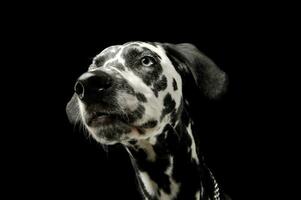 retrato de un adorable dálmata perro mirando curiosamente - aislado en negro antecedentes foto