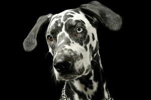 Portrait of an adorable Dalmatian dog with different colored eyes looking curiously photo