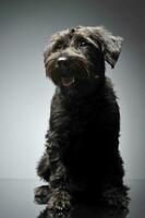 Studio shot of an adorable wire-haired mixed breed dog looking curiously photo