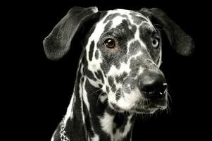 Portrait of an adorable Dalmatian dog with different colored eyes looking curiously photo