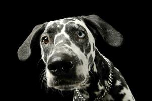 Portrait of an adorable Dalmatian dog with different colored eyes looking curiously at the camera photo