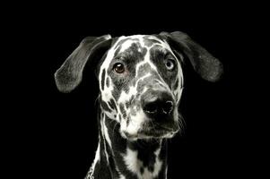 Portrait of an adorable Dalmatian dog with different colored eyes looking curiously at the camera photo