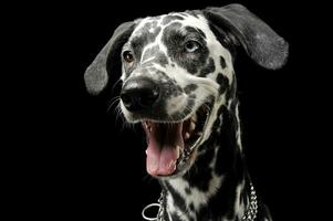 cute dalmatians portrait in black background photo studio