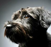 mixed breed wired hair dog portrait in studio photo