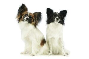 Studio shot of two adorable papillons photo