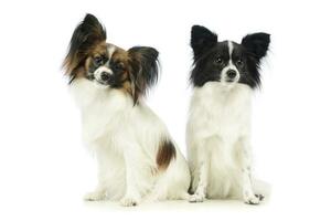 Studio shot of two adorable papillons photo