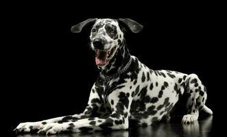 estudio Disparo de un adorable dálmata perro con diferente de colores ojos acostado y mirando satisfecho foto