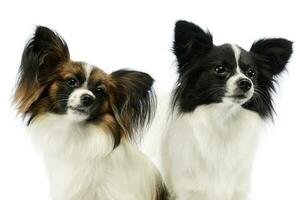 Portrait of two adorable papillons photo