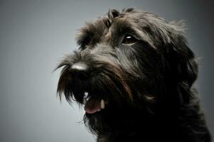 Portrait of an adorable wire-haired mixed breed dog looking satisfied photo