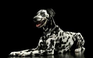 Studio shot of an adorable Dalmatian dog lying and looking satisfied photo