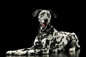 estudio Disparo de un adorable dálmata perro con diferente de colores ojos acostado y mirando satisfecho foto