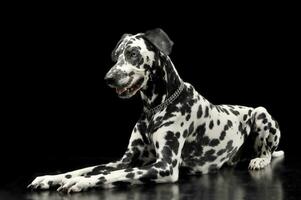 cute dalmatians lying in  black background photo studio