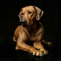 Studio shot of an adorable Rhodesian ridgeback photo