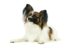 Studio shot of an adorable papillon photo