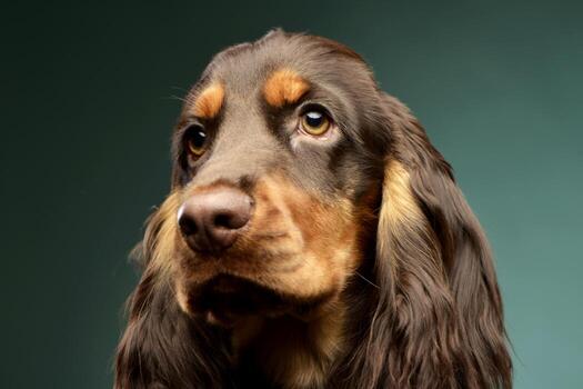 retrato de un adorable Inglés cocker spaniel foto