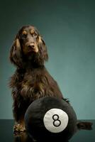 un adorable Inglés cocker spaniel sentado con un pelota foto